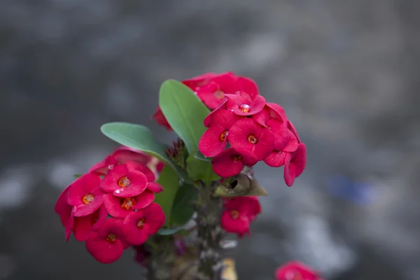 Red euphorbia milii Crown of thorns, Christ thorn, Poi sian flowe — стоковое фото