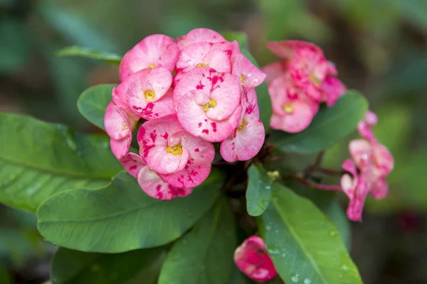 Rosa euforbia milii flores floreciendo y refrescantes gotas de de — Foto de Stock