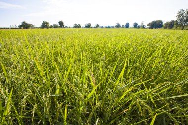 Hasat pirinç taneleri