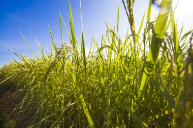 Hasat pirinç taneleri