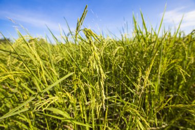 Hasat pirinç taneleri