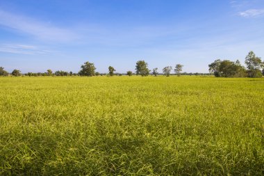 Hasat pirinç taneleri
