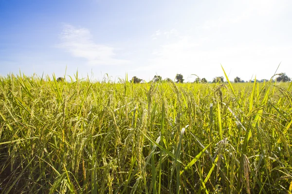 Los granos de arroz cosechados Fotos De Stock Sin Royalties Gratis