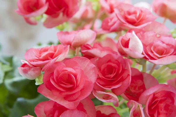 Beautiful pink Begonia  with soft focus background — Stock Photo, Image