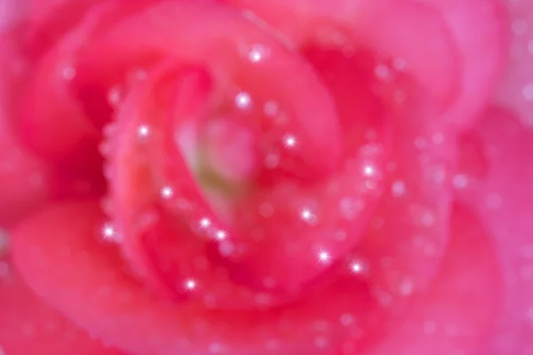Borrão rosa Begonia flor — Fotografia de Stock
