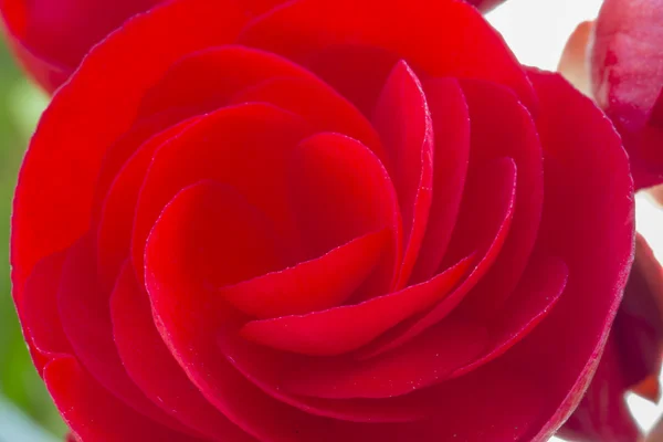 Красива червона квітка бегонії — стокове фото