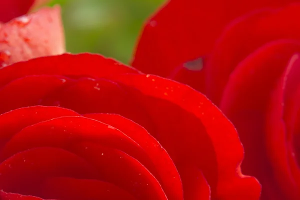 Belle fleur de bégonia rouge — Photo