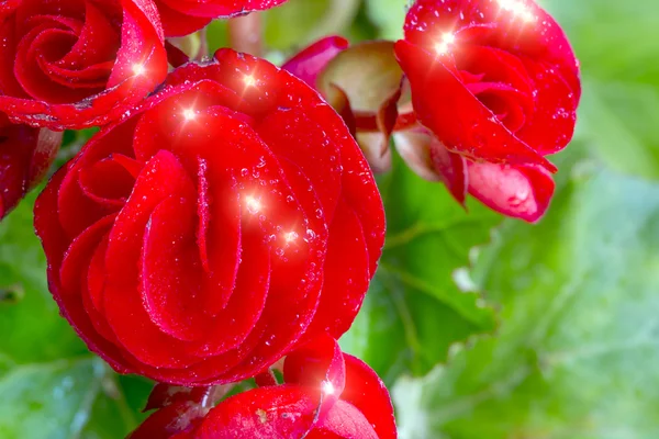 Schöne rote Begonienblüte — Stockfoto