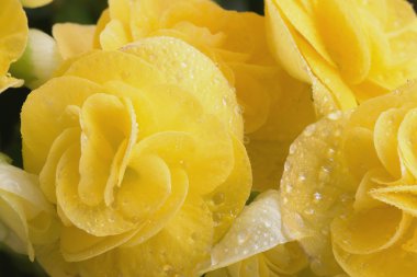 Tam çiçeklenme begonias sarı.