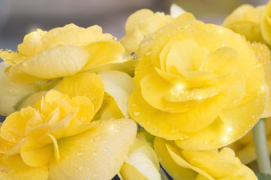 Tam çiçeklenme begonias sarı.