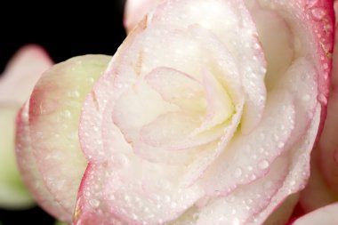 Siyah arka plan üzerine pembe Begonias.