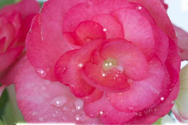 Piękne różowe Begonia z nieostrość tło — Zdjęcie stockowe