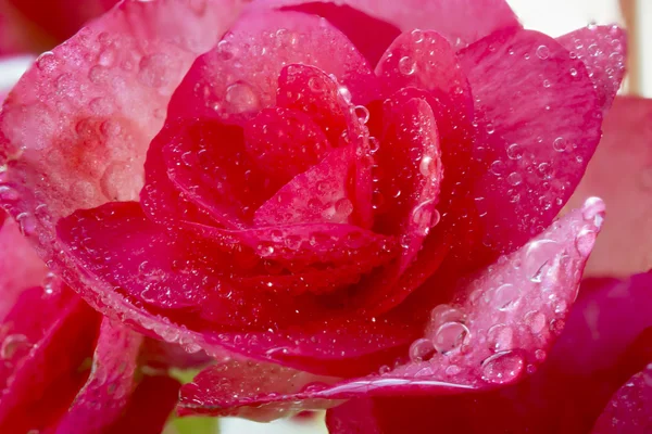 Linda Begonia rosa com fundo de foco suave — Fotografia de Stock