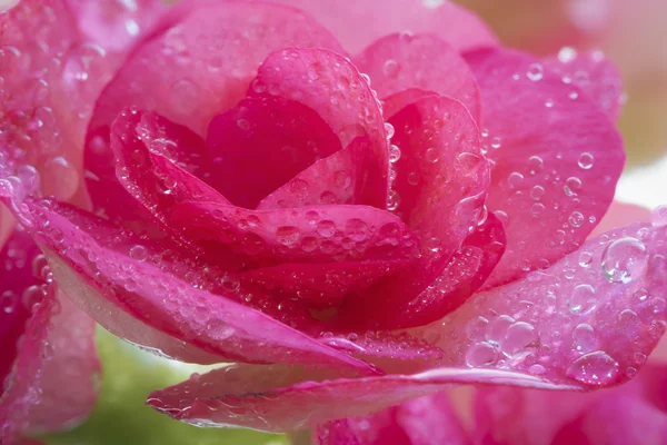 Schöne rosa Begonie mit weichem Hintergrund — Stockfoto
