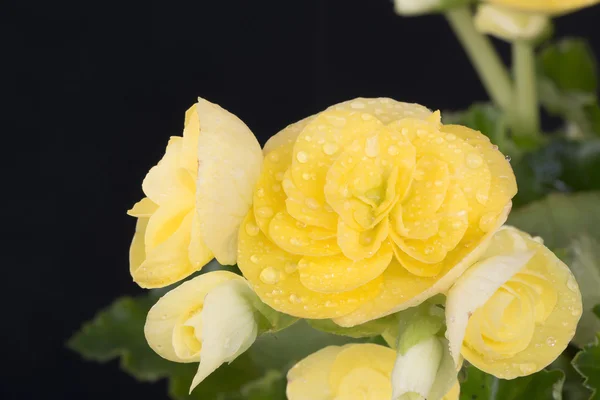 Begonias amarelo flor cheia . — Fotografia de Stock