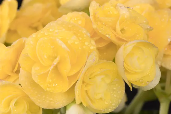 Begonie žlutý plný květ. — Stock fotografie