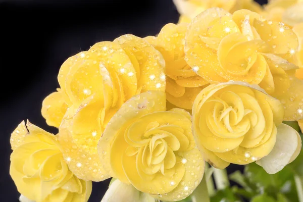 Begonias yellow full bloom. — Stock Photo, Image