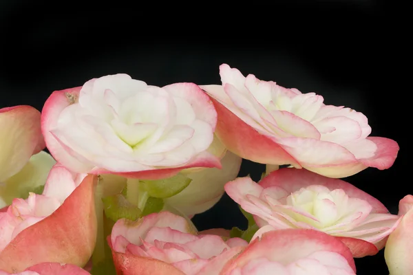 Rosa Begonias em fundo preto . — Fotografia de Stock