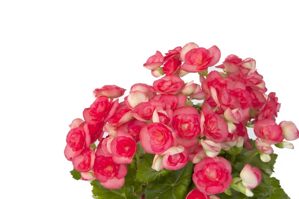 Beautiful pink Begonia — Stock Photo, Image
