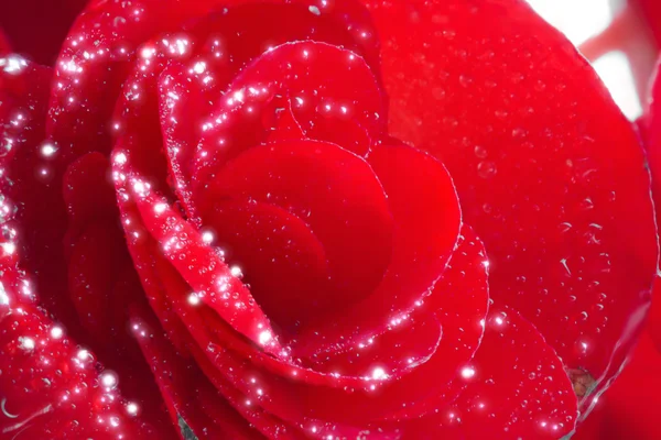 Mooie rode begonia bloem Rechtenvrije Stockfoto's