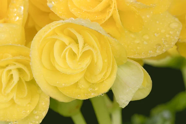 Begonias giallo fiore pieno . Immagine Stock