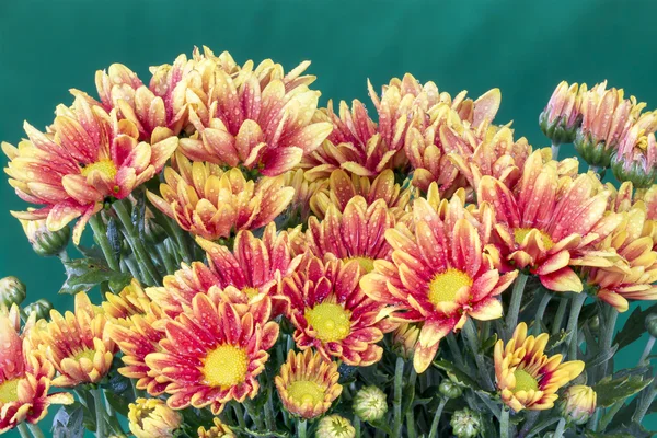 Beautiful Chrysanthemum flower blooming. — Stock Photo, Image