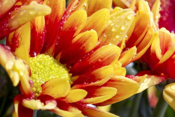 Beautiful Chrysanthemum flower blooming. — Stock Photo, Image