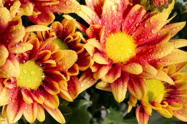 Beautiful Chrysanthemum flower blooming. — Stock Photo, Image