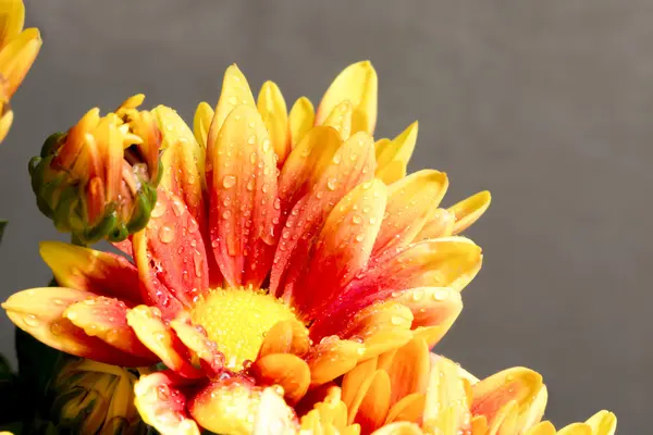 Beautiful Chrysanthemum flower blooming. — Stock Photo, Image