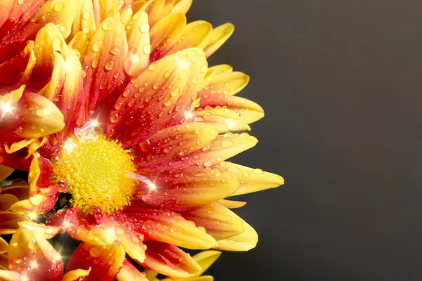 Beautiful Chrysanthemum flower blooming. — Stock Photo, Image