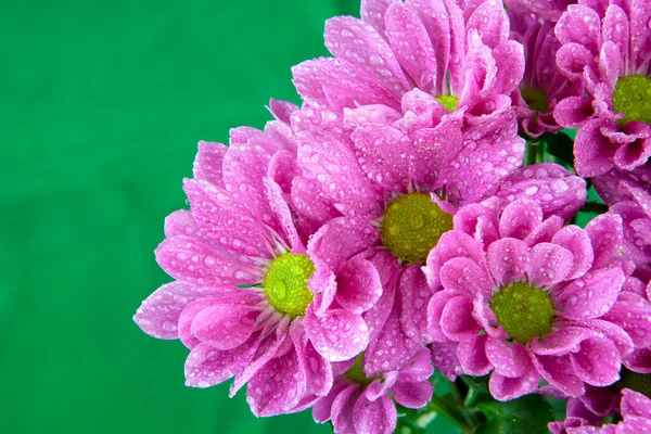Beautiful Chrysanthemum flower blooming. — Stock Photo, Image