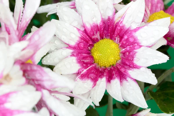 Beautiful Chrysanthemum flower blooming. — Stock Photo, Image