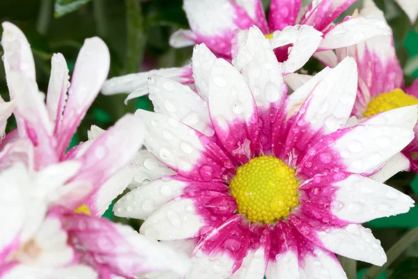 Beautiful Chrysanthemum flower blooming. — Stock Photo, Image