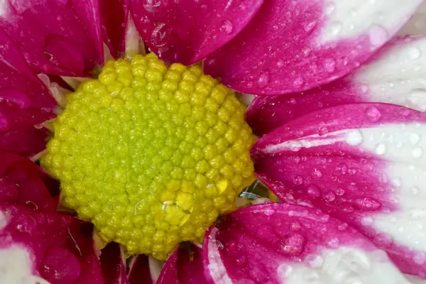 Beautiful Chrysanthemum flower blooming. — Stock Photo, Image