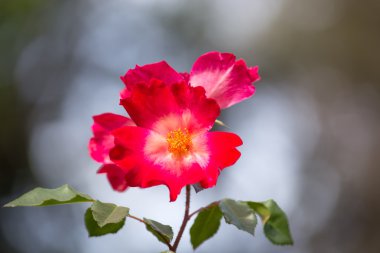 Güzel gül bahçesinde yaz gününde.
