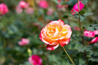 Güzel gül bahçesinde yaz gününde.