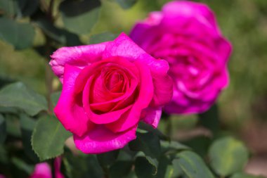 Güzel gül bahçesinde yaz gününde.