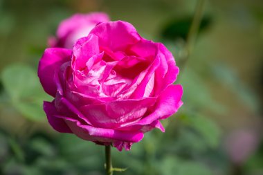 Güzel gül bahçesinde yaz gününde.