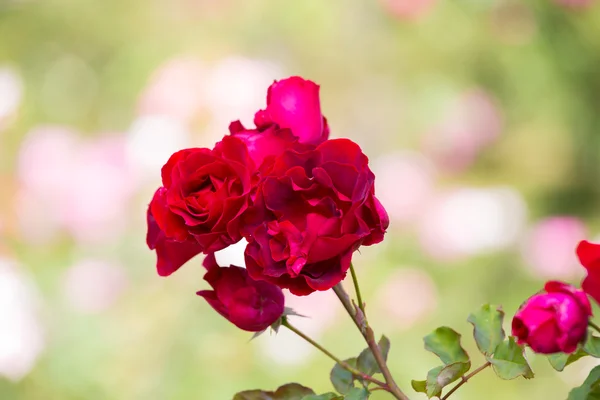 Beautiful rose in garden on summer day. — Stock Photo, Image