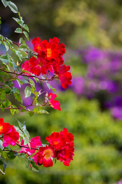 Beautiful rose in garden on summer day. — Stock Photo, Image