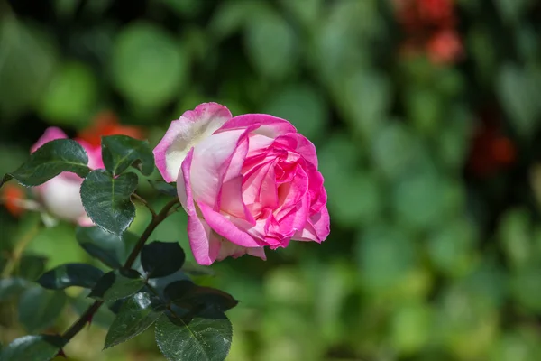 Bela rosa no jardim no dia de verão . — Fotografia de Stock