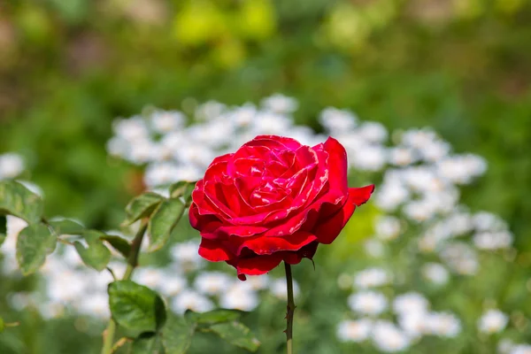 Belle rose dans le jardin le jour d'été . — Photo