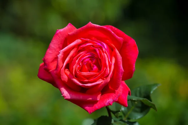 Beautiful rose in garden on summer day. — Stock Photo, Image