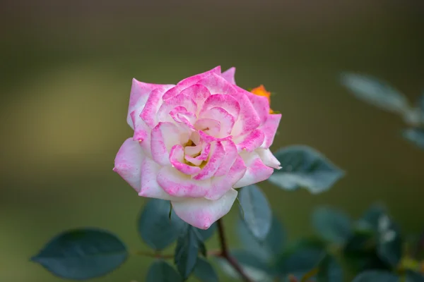 Belle rose dans le jardin le jour d'été . — Photo