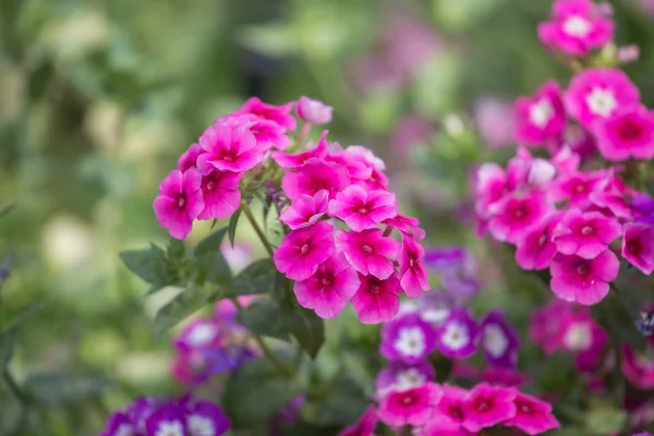 Όμορφα λουλούδια στον κήπο το καλοκαίρι την ημέρα. — Φωτογραφία Αρχείου