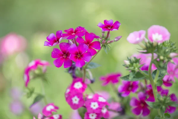 Όμορφα λουλούδια στον κήπο το καλοκαίρι την ημέρα. — Φωτογραφία Αρχείου