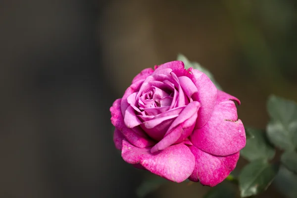 Belle rose dans le jardin le jour d'été . — Photo