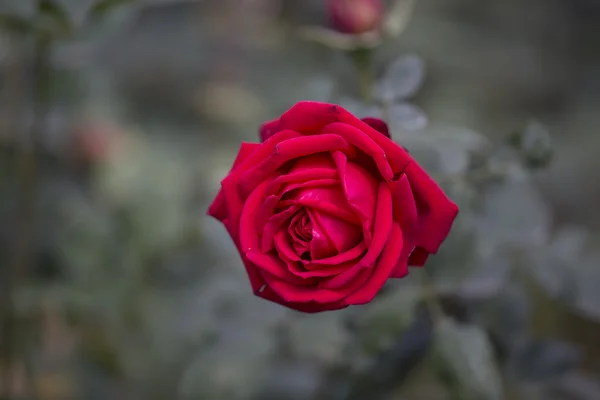 Beautiful rose in garden on summer day. — Stock Photo, Image