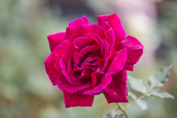 Beautiful rose in garden on summer day. — Stock Photo, Image