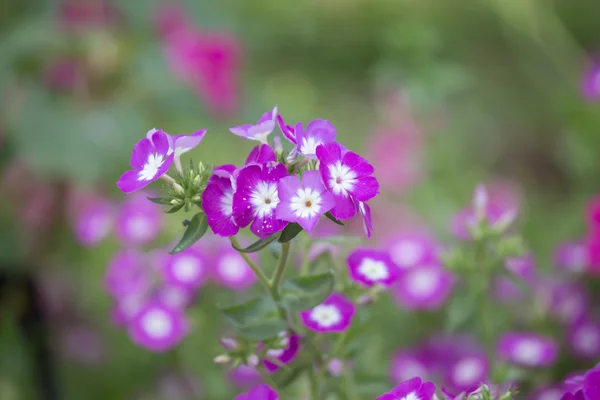Красивые цветы в саду в летний день . — стоковое фото